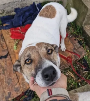 Lucky - hol dir das Glück ins Haus