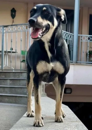FRIEDA - sucht ihren sicheren Hafen (wartet in Rumänien)