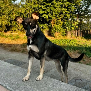 FRIEDA - sucht ihren sicheren Hafen (wartet in Rumänien)
