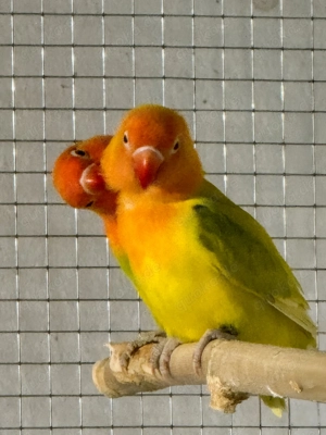Ein Paar Pfirsichköpfchen (Agapornis fischeri) von 2025 zu verkaufen.