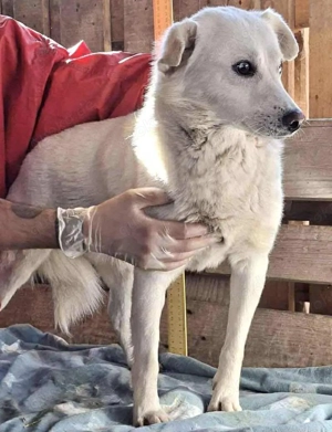 Liviu - freundlich & sozial