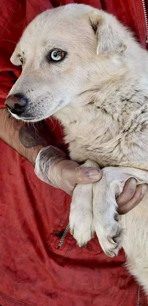 Liviu - freundlich & sozial