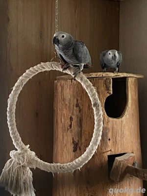 Graupapagei Jungtiere