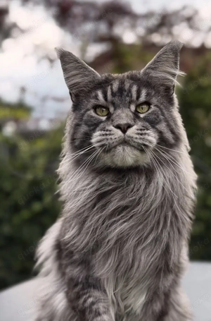 Hübsche Maine Coon Deckkater 