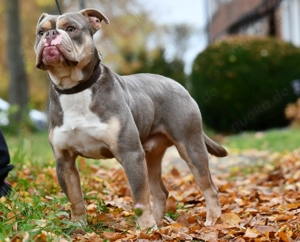 Old English Bulldog Rüde Lilac tricolour