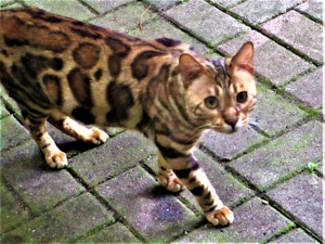 Bengaal Deckkateer Bild 2