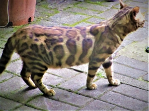 Bengaal Deckkateer Bild 3