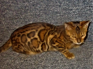 Bengaal Deckkateer Bild 4