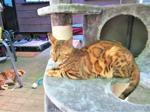 Bengaal Deckkateer Bild 5