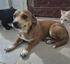 Junge Hündin Sissi sucht ihr Körbchen