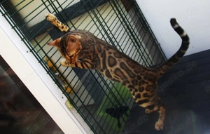 Bengaal Deckkateer Bild 7