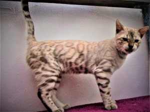 Bengaal Deckkateer Bild 8