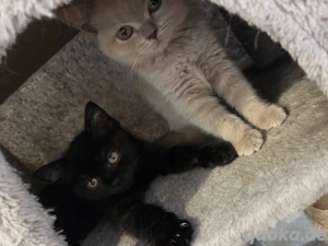 Wunderschöne BKH Kitten 