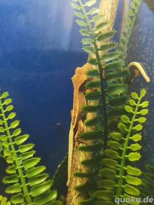 Kronengecko Jungtiere