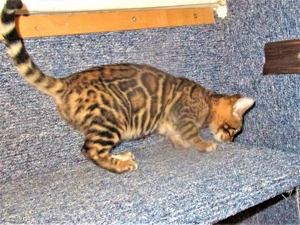 Bengaal Deckkateer Bild 9