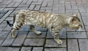 Bengaal Deckkateer Bild 10