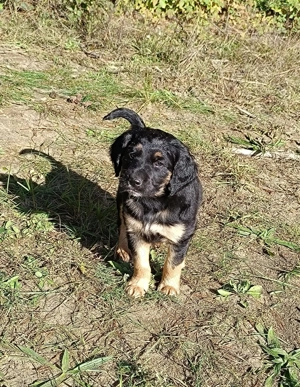 3 Goldene Retriever x Colli Mischlinge