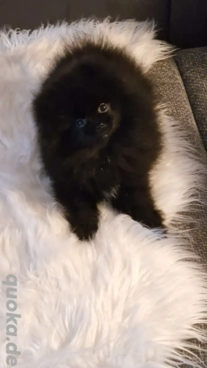 Reinrassige Pomeranian 