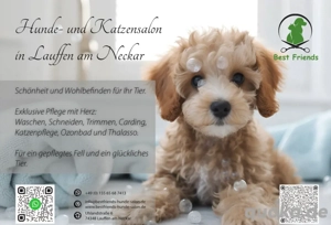 Hunde- und Katzensalon  Best Friends Hundefriseur Hundesalon