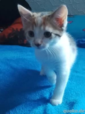 EKH Bengal mix glückskatzen kitten 