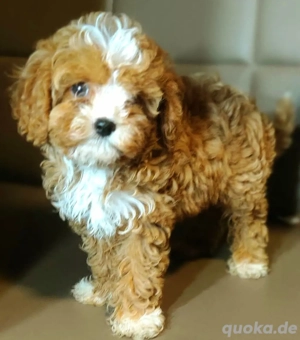 Cavapoo Mädchen 