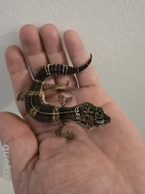 Leopardgecko 0.1 Black Night Mandarin Tangerine het TA Lava-Projekt 