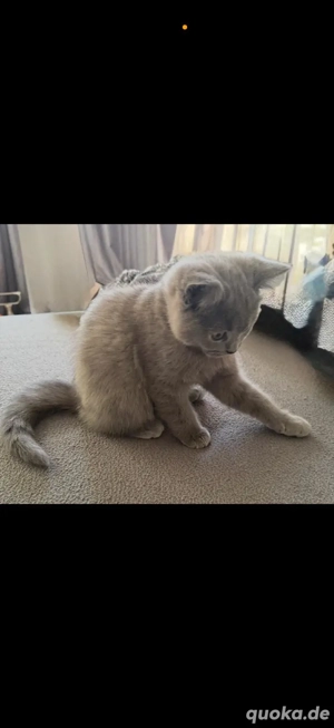 babykatzen, BKH Kitten grau , Katzenbabys 