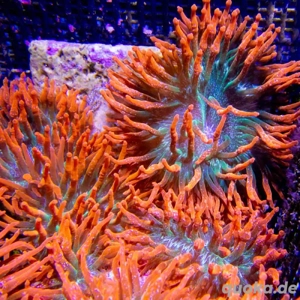 Sunburst-Anemone   extrem farbintensiv & top gesund!