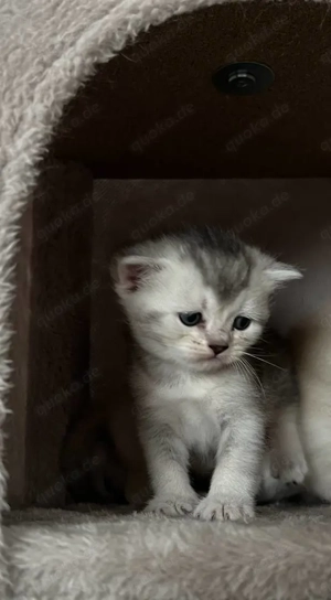 Süßes BKH-Mix Mädchen sucht liebevolles Zuhause