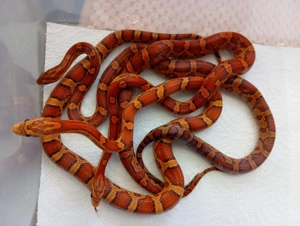 Kornnatter Jungtiere abzugeben 