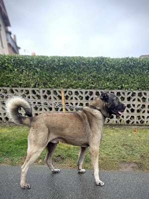 Reinrassiger Kangal Rüde