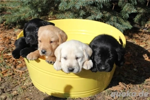   kinderliebe schönes Labrador **
