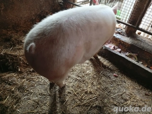 verkaufe ein großes Schwein 