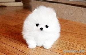 Mini Pomeranian Spitz Welpen 