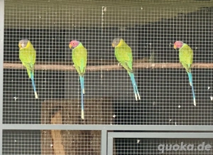 Pflaumenkopfsittiche 