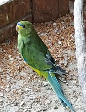 Schmucksittich Henne