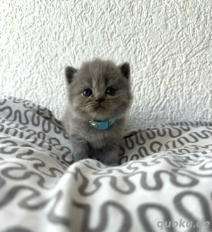 Britisch Kurzhaar Kitten (Preis verhandelbar)