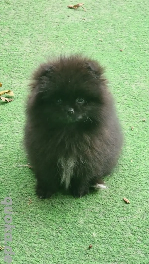 Letzte Pomeranian Bärchen 