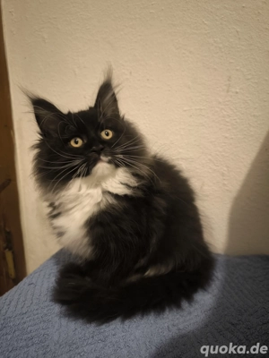 Maine Coon Kitten Mädchen 