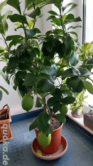 Zitronen Baum 