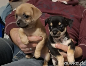 Verkaufe süße Chihuahua Welpen 