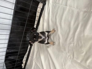 Chihuahua mix Welpen suchen ein schönes Zuhause 