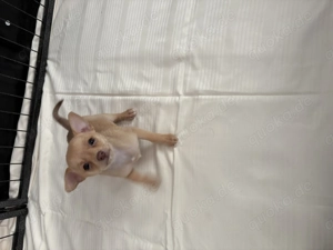 Chihuahua mix Welpe suchen ein schönes Zuhause 