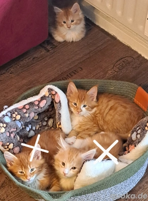 Maine koon kitten reinrassig 