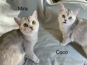 Kätzchen Britisch Kurzhaar silver shaded