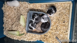 Männchen Campbell Zwerghamster 