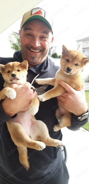 3 Reinrassige Shiba Inu Welpen (mit Ahnentafel) Bild 3