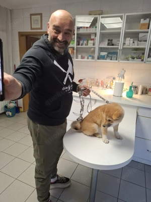 3 Reinrassige Shiba Inu Welpen (mit Ahnentafel) Bild 4