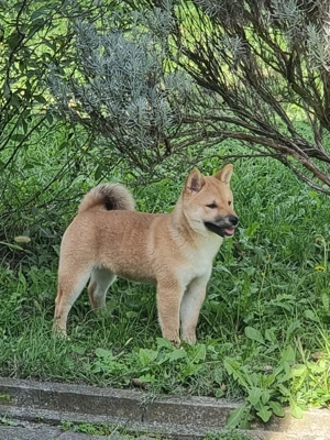 3 Reinrassige Shiba Inu Welpen (mit Ahnentafel) Bild 5