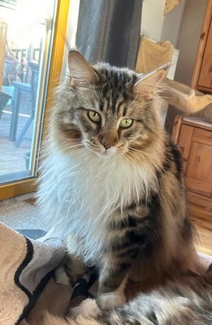Maine coon Kater